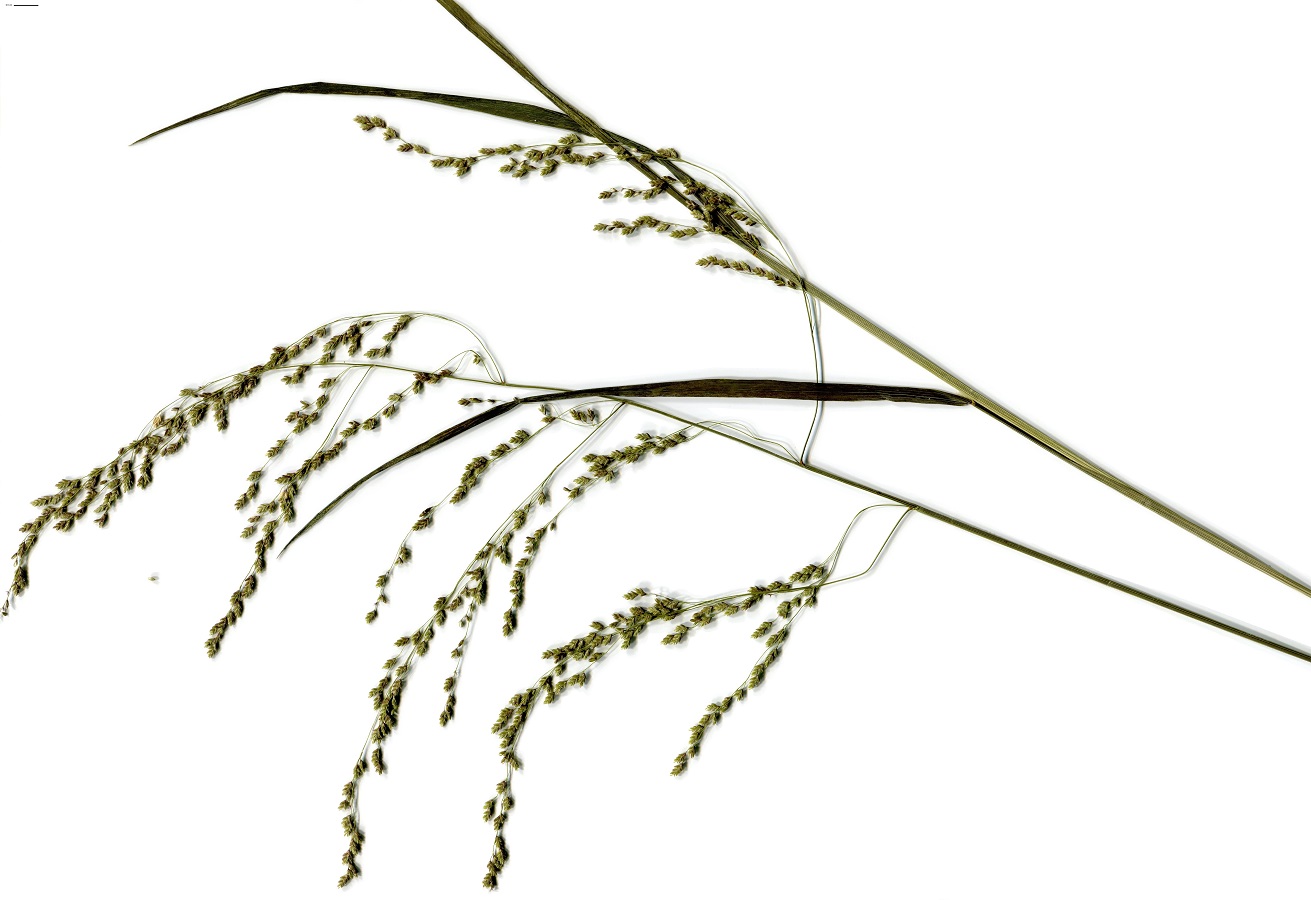 Glyceria striata subsp. striata (Poaceae)